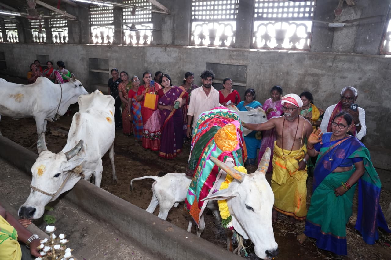 Gomata at Sri Ramakrishna Go Samrakshana Sala